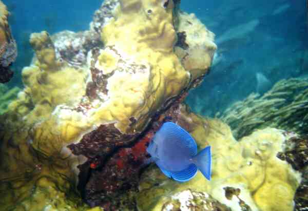 Surgeonfish - Blue Tang