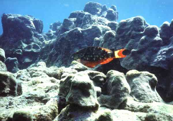 Parrotfish - Stoplight Parrotfish