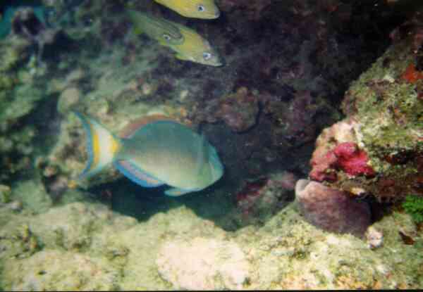 Parrotfish - Stoplight Parrotfish