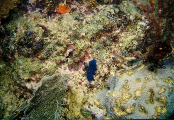 Damselfish - Yellowtail Damselfish