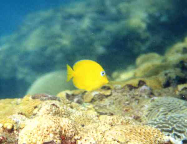 Surgeonfish - Blue Tang