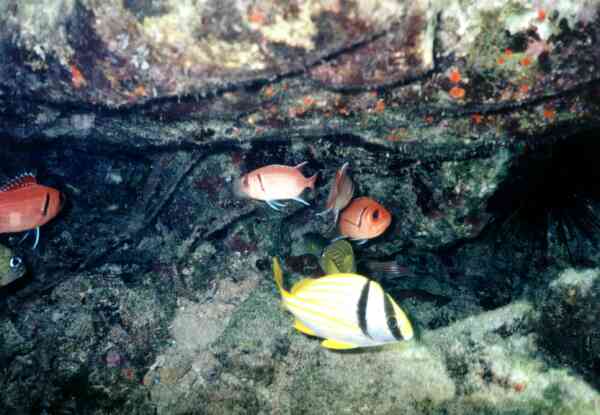 Squirrelfish - Blackbar Soldierfish