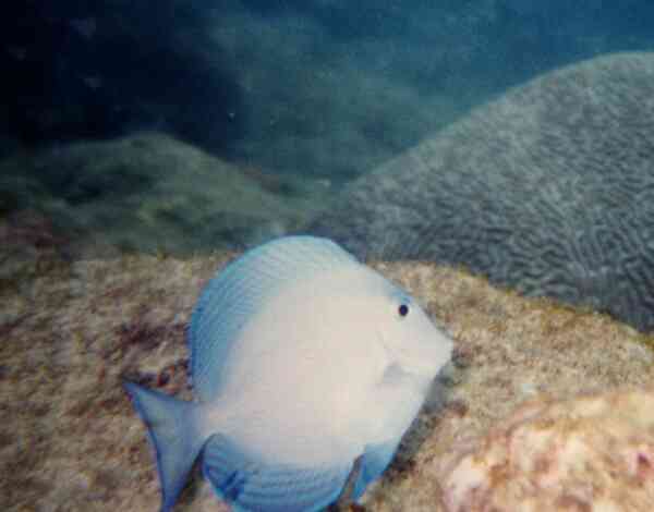 Surgeonfish - Blue Tang