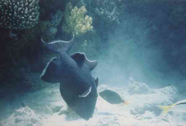 Triggerfish - Blue Triggerfish