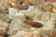 Cardinalfish - Narrow-lined Cardinalfish - Taeniamia fucata