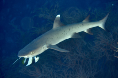 Sharks - Whitetip Reef Shark - Triaenodon obesus