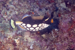 Triggerfish - Clown Triggerfish - Balistoides consipicillum