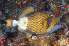 Triggerfish - Titan Triggerfish - Balistoides viridescens