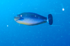 Surgeonfish - Bignose Unicornfish - Naso vlamingii