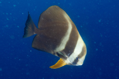 Spadefish - Circular Spadefish(Circular Batfish) - Platax orbicularis