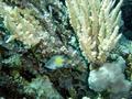 Damselfish - Yellowfin Damselfish(Yellow-side Damselfish) - Amblyglyphidodon flavilatus