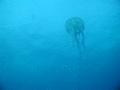 Jellyfish - Warty Jellyfish - Pelagia noctiluca