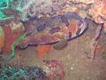 Porcupinefish - Black-blotched Porcupinefish - Diodon liturosus