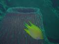 Damselfish - Golden Damselfish - Amblyglyphidodon aureus