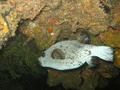 Pufferfish - Star Puffer - Arothron stellatus
