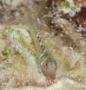 Gobies - Semiscaled goby - Elacatinus pallens