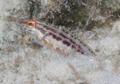 Groupers - Lantern Bass - Serranus baldwini