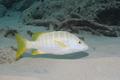 Snappers - Schoolmaster - Lutjanus apodus