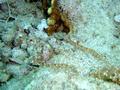 Pipefish - Network Pipefish - Corythoichthys flavofasciatus