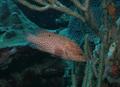 Groupers - Graysby - Cephalopholis cruentatus