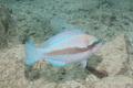 Parrotfish - Striped Parrotfish - Scarus iserti