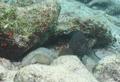 Groupers - Coney - Cephalopholis fulvus