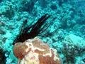 Starfish - Sawtooth Feather Star - Oligometra serripinna