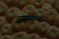 Gobies - Sharknose Goby - Elacatinus evelynae