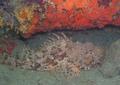 Scorpionfish - Red Scorpionfish(Great Rockfish) - Scorpaena scrofa