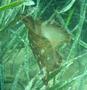 Sea Hare - Swimming Sea Hare - Aplysia depilaris