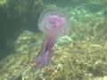 Jellyfish - Warty Jellyfish - Pelagia noctiluca