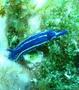 Nudibranch - Orsini Sea Slug - Hypselodoris orsini