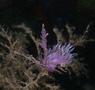 Nudibranch - Affinis Sea Slug - Flabellina affinis