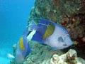 Angelfish - Yellowbar Angelfish - Pomacanthus maculosus