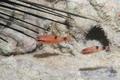 Cardinalfish - Flamefish - Apogon maculatus