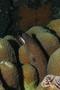 Moray - Goldentail Moray - Gymnothorax miliaris