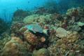 Parrotfish - Stoplight Parrotfish - Sparisoma viride