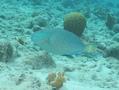 Parrotfish - Stoplight Parrotfish - Sparisoma viride