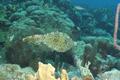 Filefish - Scrawled Filefish - Aluterus scriptus