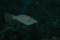 Filefish - Scrawled Filefish - Aluterus scriptus