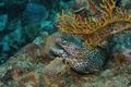 Moray - Spotted Moray - Gymnothorax moringa