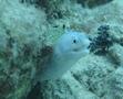 Moray - Spotted Moray - Gymnothorax moringa