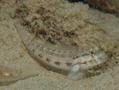 Gobies - Goldspot Goby - Gnatholepis thompsoni