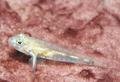 Gobies - Pallid Goby - Coryphopterus eidolon