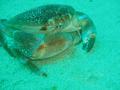 True Crabs - Batwing Coral Crab - Carpilius corallinus