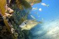 Filefish - Orange Filefish - Aluterus schoepfii
