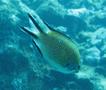 Damselfish - Atlantic Damselfish - Chromis limbata