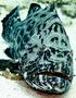 Groupers - Black Grouper - Mycteroperca bonaci
