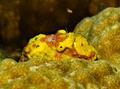Frogfish - Longlure Frogfish - Antennarius multiocellatus
