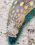 Moray - Sharptail Eel - Myrichthys breviceps